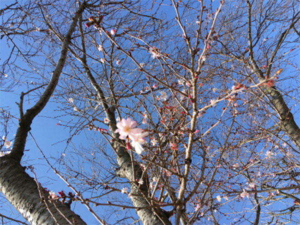 桜の開花♪京都・滋賀の業務用エアコンならデヴァシオン！