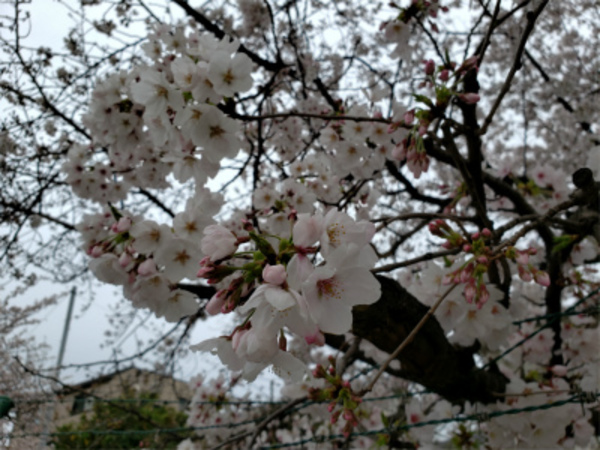 コロナウイルスで、今年はエアコン業者の花見は無し！