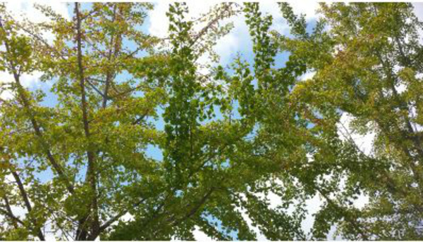 滋賀県でエアコンのフロン漏洩点検！京都の業務用エアコン工事のプロです！